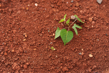 flor em formato de coração na terra 