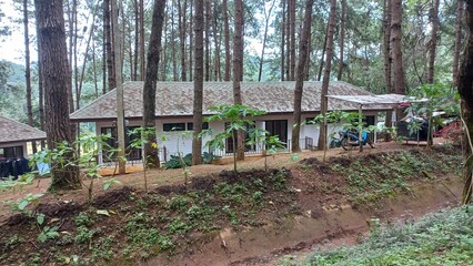 Fototapeta premium house in the forest