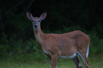 wild whitetail deer