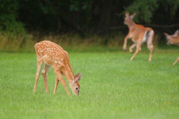 Whitetail Deer Fawn Grazing