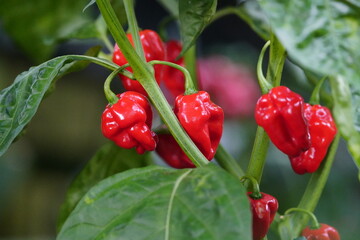 
Capsicum chinense, Chili ,NuMex Suave Red, Solanaceae family.