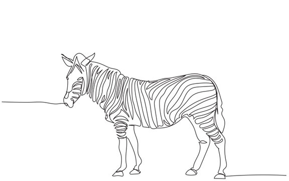 zebra vector illustration. World Animal Welfare day Zebra Line Art. Black and white zebra straps. Safari National Park Wild Life. Animals Habitat, Vector graphics of jungle life. Zoo Illustration. Ani - Powered by Adobe