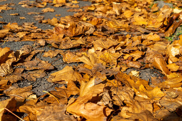 Old leaves on a sidewalk