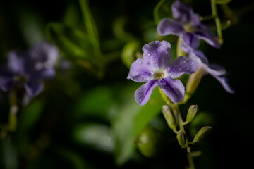 Fototapeta premium Purple flowers on blur green nature background