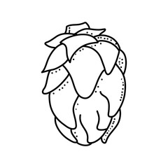 Dragon fruit doodle icon isolated on a white background. vector illustration