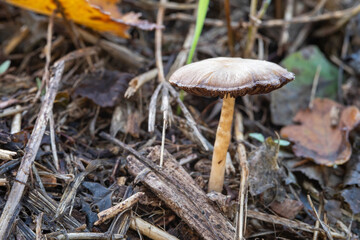 A small mushroom growing alone in a forest on a ground full of dry branches.