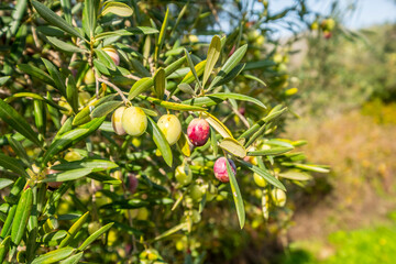 Detail of some olives ripening in the olive tree for the next harvest and oil production.