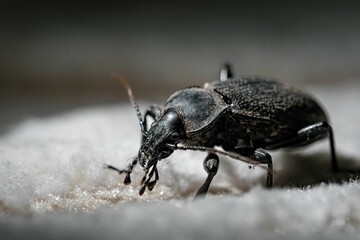 a black beetle standing on white fabric with its eyes open - obrazy, fototapety, plakaty