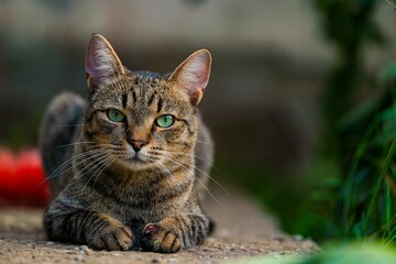 a brown striped cat laying on a floor next to plants