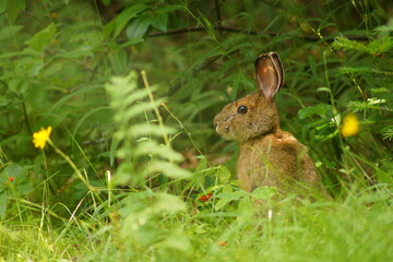 Snowshoe Hare with Ticks