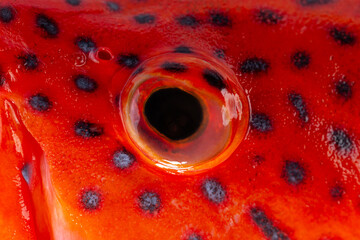 Closes - up red coral grouper.