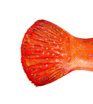Red coral grouper isolate on white background.