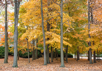 Wooded Area of Autumn Golden Maple Trees