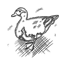 illustration of a duck, duck, bird, poultry, wild duck, feathers, flight