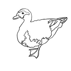 duck and ducklings illustration of a duck, duck, bird, poultry, wild duck, feathers, flight