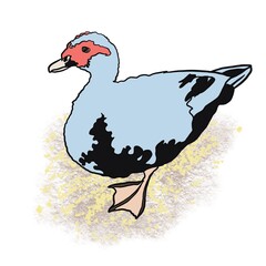 illustration of a duck, duck, bird, poultry, wild duck, feathers, flight