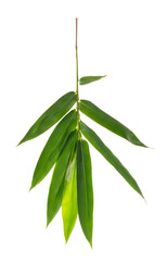 Bamboo leaf isolate on white background.