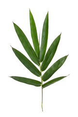 Fototapeta na wymiar Bamboo leaf isolate on white background.