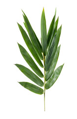 Bamboo leaf isolate on white background.