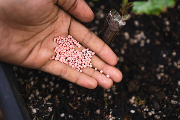 Giving KNO3 fertilizer to cucumber plant, it refer for  type of fertilizer contain Potassium...