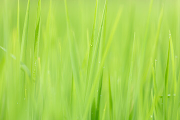Green cornfield in the morning sun.