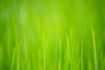 Green cornfield in the morning sun.