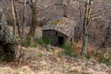 old abandoned house in the woods