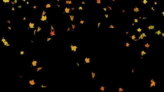 colorful autumn leaves falling on alpha channel loop 4k animation, realistic leaf on transparent background, thanksgiving and Halloween design element