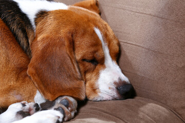 Young beagle sleep on pillow.