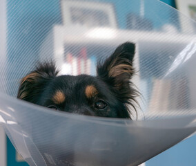 Dog Wearing E-Collar or Cone of Shame