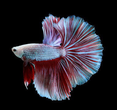 recommend clip art: betta fish, siamese fighting fish isolated on black background.