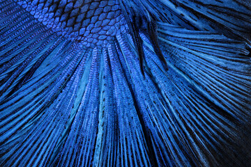 Texture of tail siamese fighting fish