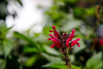 red and white flower