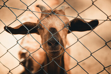 portrait of a goat