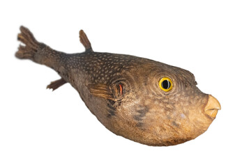 The white-spotted puffer fish (Arothron hispidus) isolated ion a white background