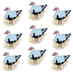 collection of birds