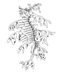 Leafy seadragon hand drawn vector