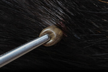 closeup of an adult tick on dog fur