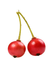 Takhop pak (thai name), Governor's plum (Flacourtia indica (Burm.f.) Merr.)