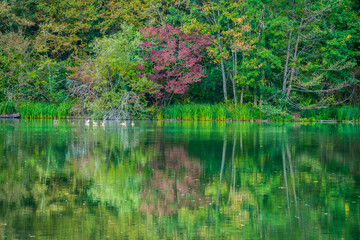 Autumn scenery, trees and reeds at lake, symmetrically reflected in water