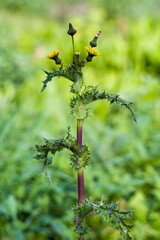 Lone blooming thistle in the green meadow