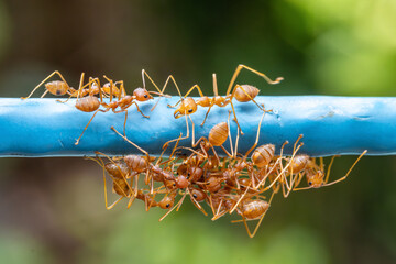 A group of red ants is biting another ant to separate its body parts