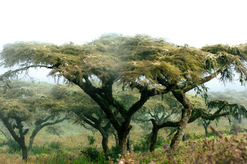 Ngorongoro