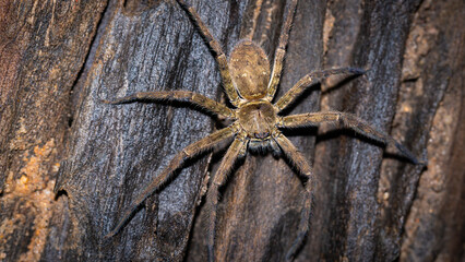 Spider, looking for food, at night, photographed at close range, macro.