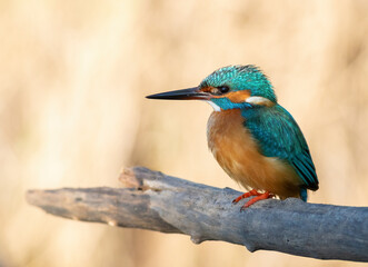 Common kingfisher, Alcedo atthis. A bird sits on a thick old branch