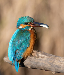 Common kingfisher, Alcedo atthis. A bird sits on a branch with prey in its beak