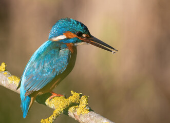 Common kingfisher, Alcedo atthis. A bird sits on a beautiful branch, looking into the water