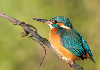 Common kingfisher, Alcedo atthis. A bird sitting on a branch on a beautiful green background