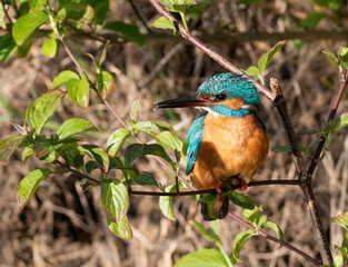 Common kingfisher, Alcedo atthis. A bird sits among the leaves on the branch of a young tree