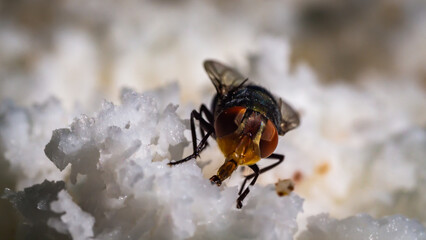 Flies, clinging to the coconut meat, which is quickly scraped to produce coconut milk.